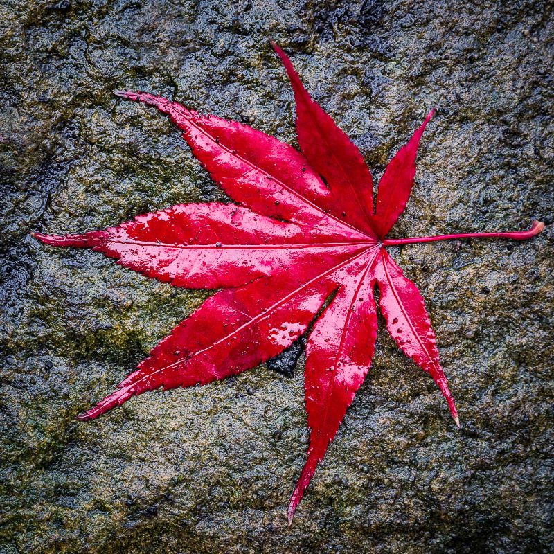 Sophie Thibault, Japanese Red