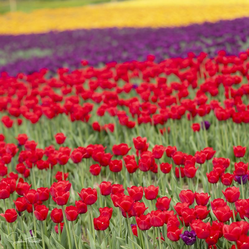 Sophie Thibault, Tulips (print on plexiglass)