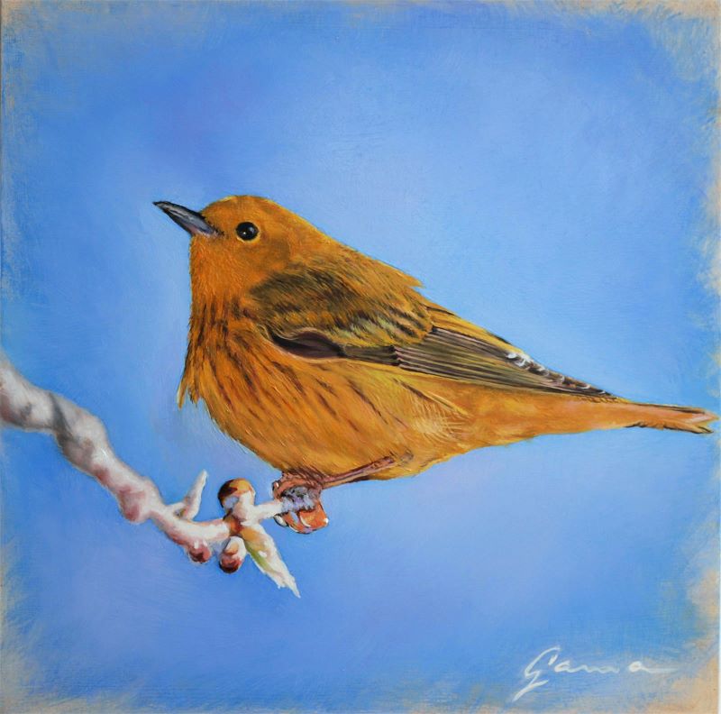 Guy-Anne Massicotte, Warbler