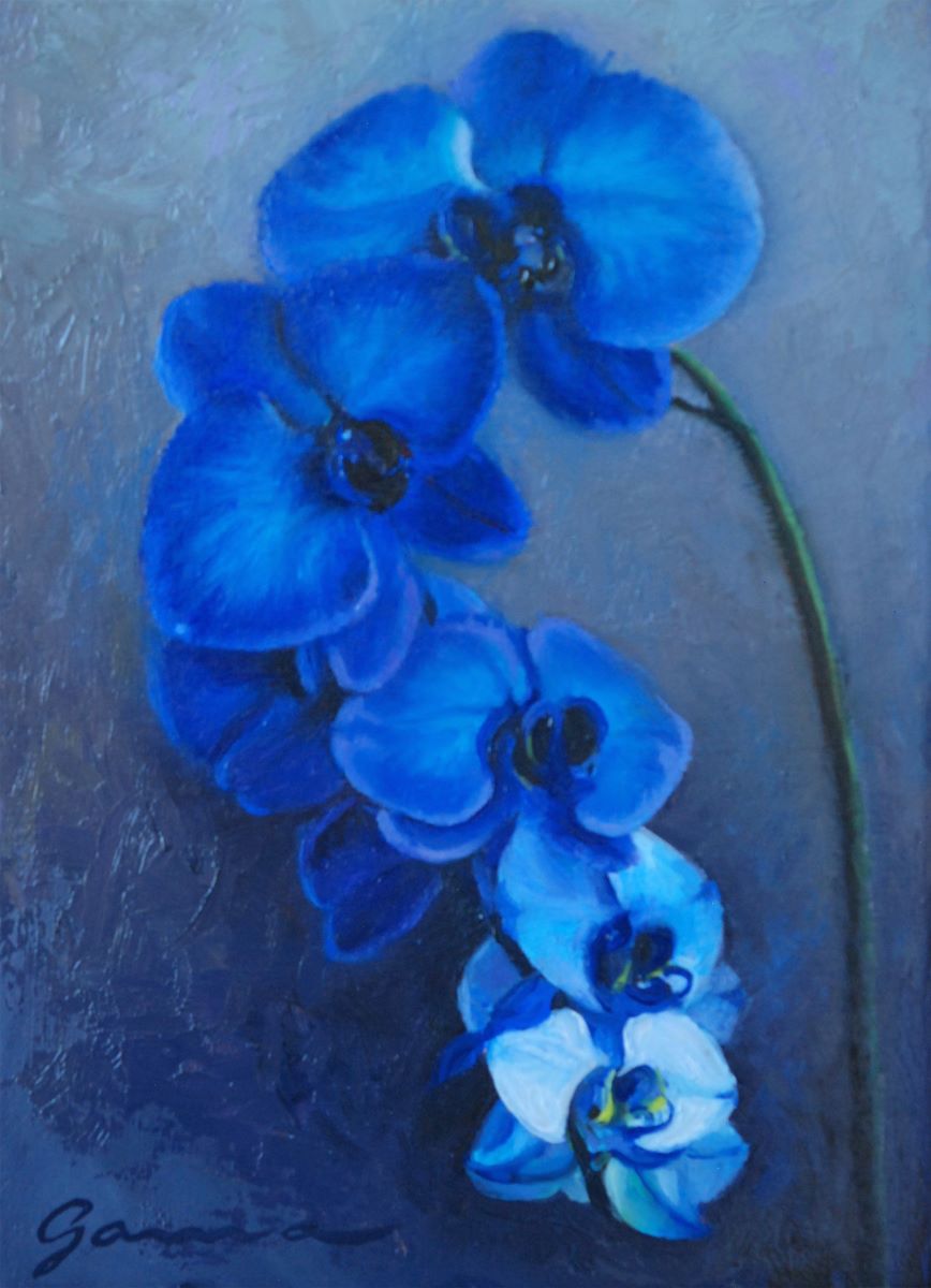 Guy-Anne Massicotte, Orchidée bleue