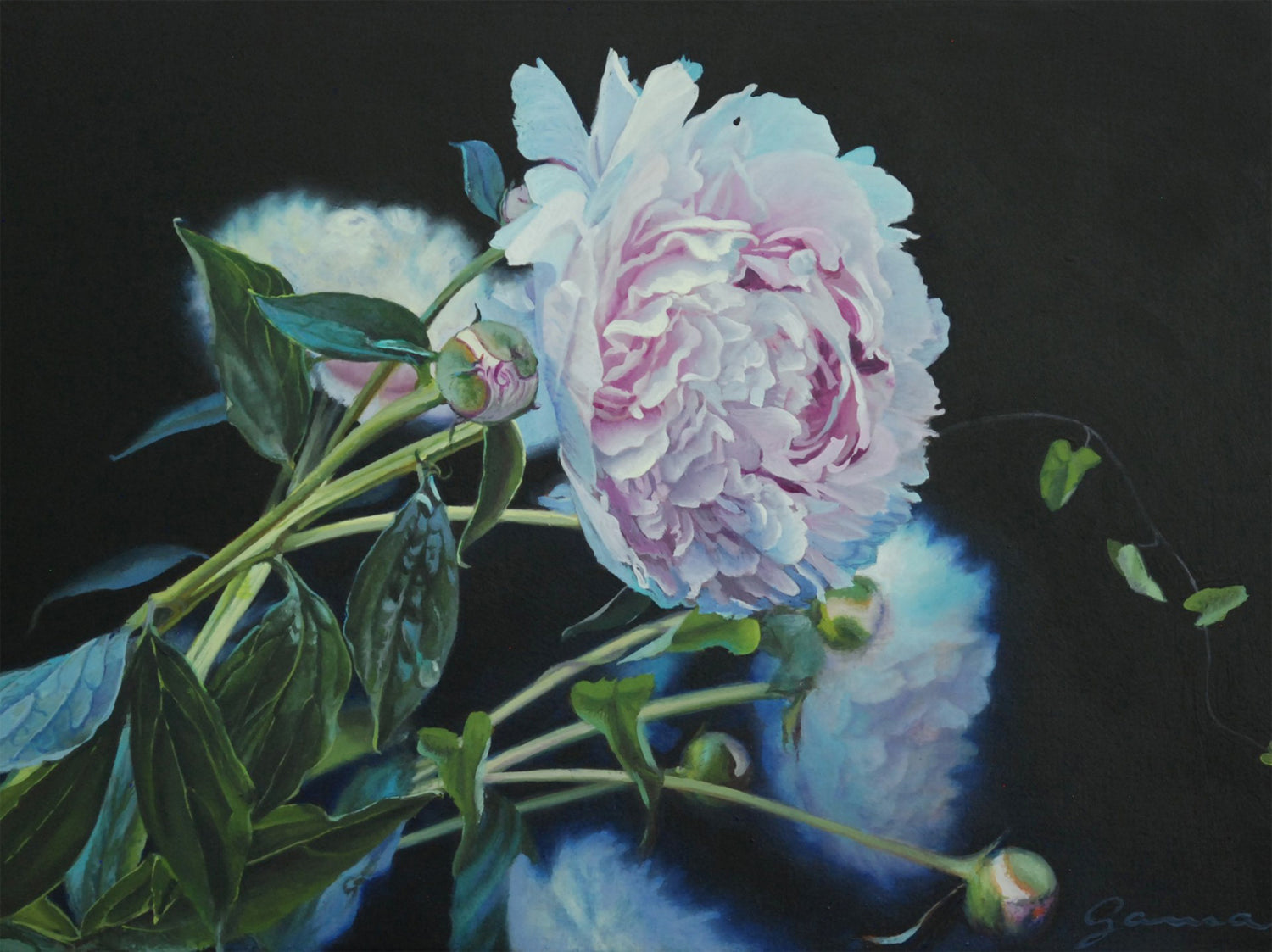 Guy-Anne Massicotte, Pivoines en pleine floraison