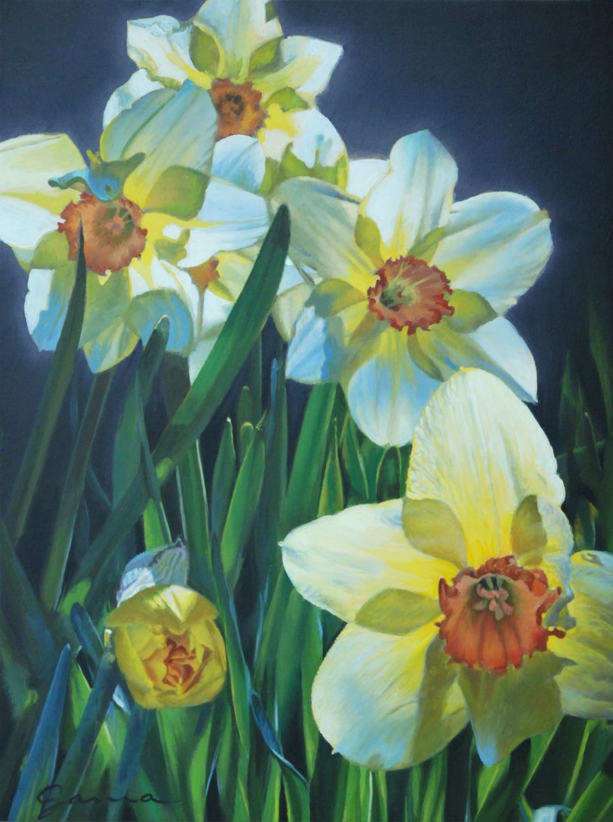 Guy-Anne Massicotte, Cinq jonquilles ouvertes
