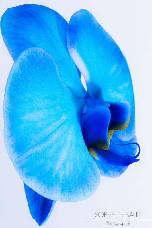 Sophie Thibault, Orchid