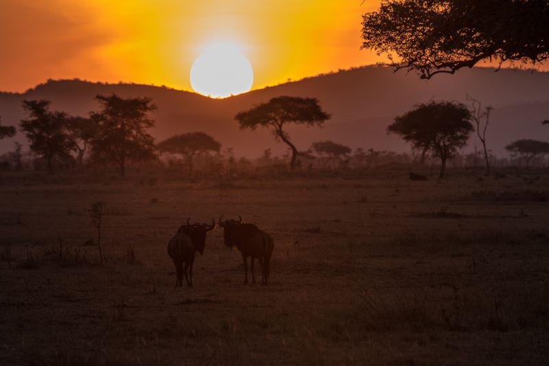 Sophie Thibault, Wildebeest in the Morning