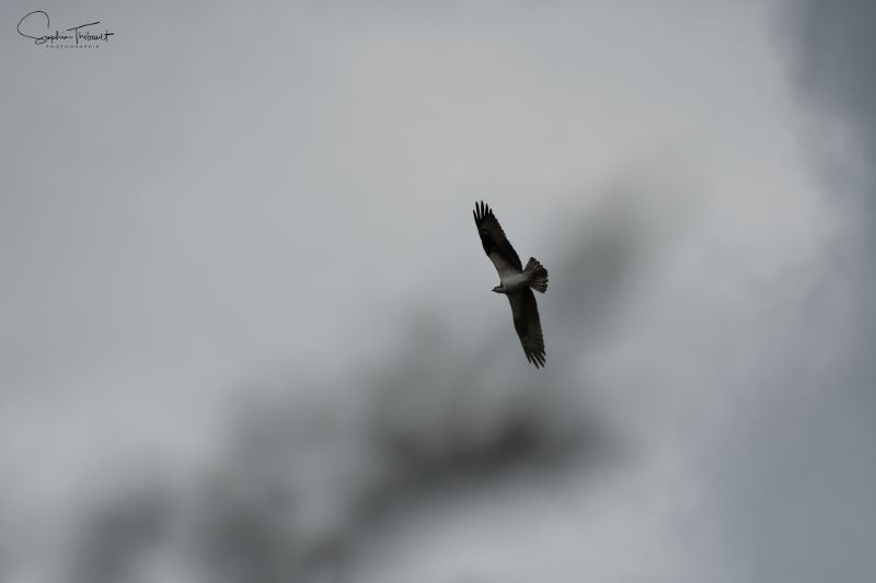 Sophie Thibault, Osprey