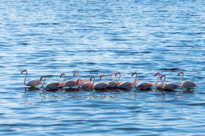 Sophie Thibault, Pink Flamingos